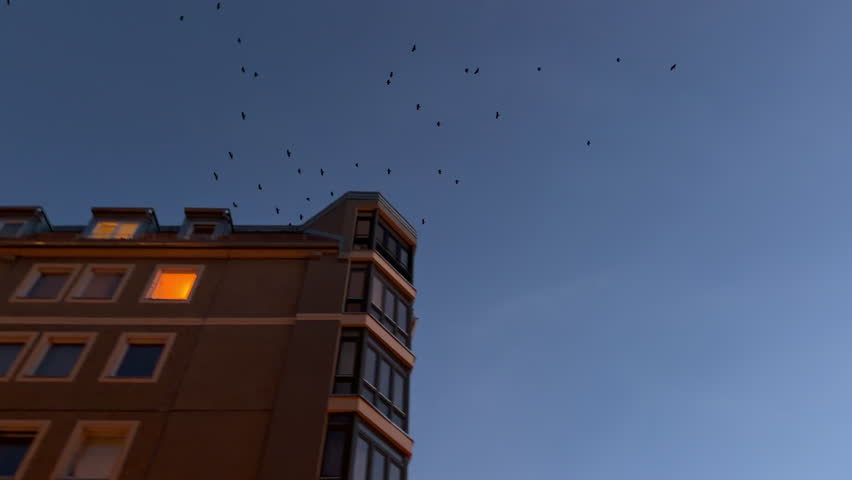 Low angle view of a flock of birds flying in the evening sky over a residential building in a city, with warm illuminated windows
