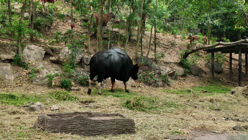Wild banteng cow grazing in a natural forest zoo enclosure surrounded by greenery and other grazing animals on rough terrain landscape.