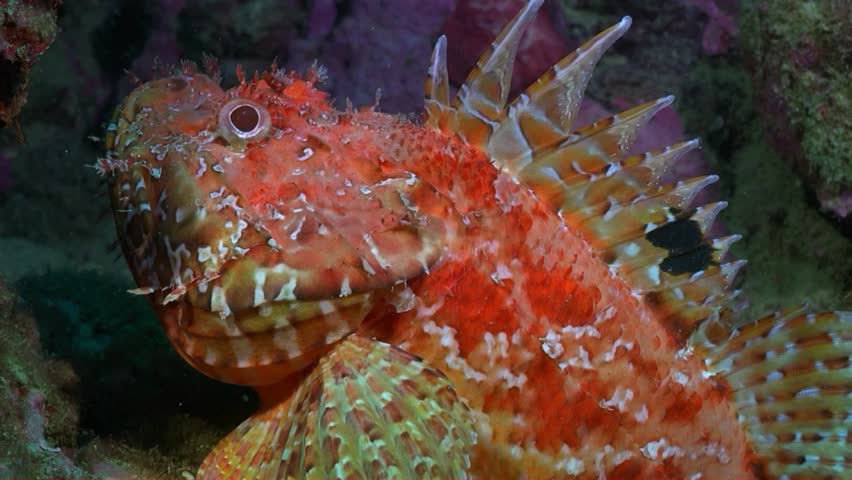 Dangerous Scorpionfish with Spiny Dorsal Fins and Intense Eyes