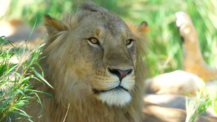 Majestic Lion Portrait: Golden Mane and Fierce Gaze