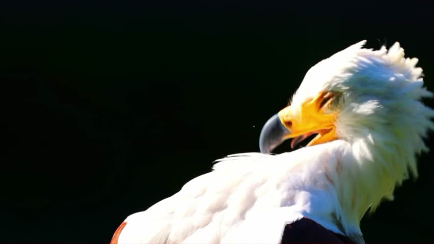 Intense Gaze of an American Bald Eagle with Golden Beak