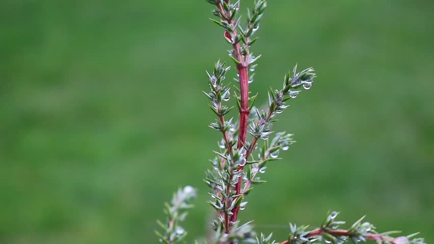 Juniper branch with raindrops on a green background