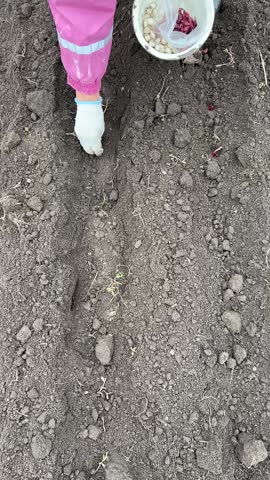 Vertical top view video showing garlic and onions in a metal pot as a woman wearing gloves plants them into the soil in autumn. Gardening, agriculture, seasonal planting.