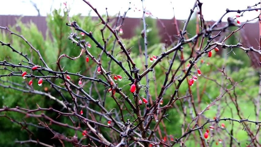 Barberry branches with red berries in the garden