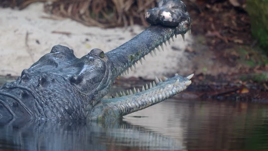 Incredible Shot: False Gharial