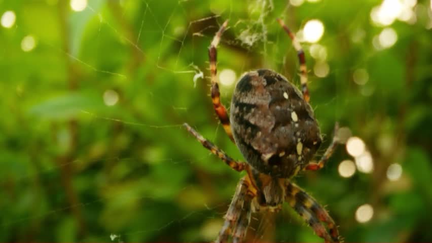 Garden Spider Suspended in a Dew-Kissed Web at Twilight