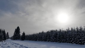 snow-covered field, snow-covered coniferous trees, drone flyover - Powered by Shutterstock - Get 15% off with code: PIKWIZARD15