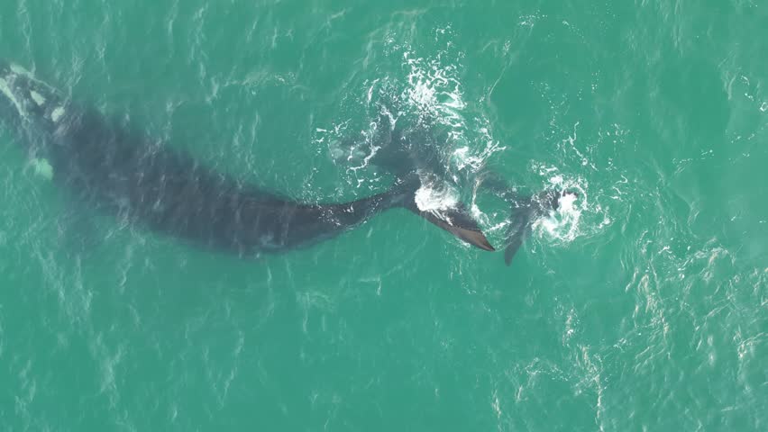 Humpback whale at Praia dos Ingleses, Florianópolis - Mother and calf swimming.