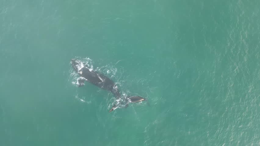 Humpback whale at Praia dos Ingleses, Florianópolis - Mother and calf swimming.