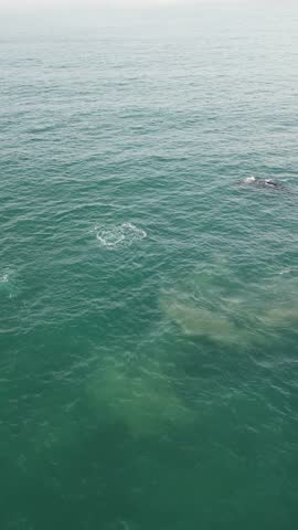 Humpback whale at Praia dos Ingleses, Florianópolis - Mother and calf swimming.