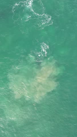 Humpback whale at Praia dos Ingleses, Florianópolis - Mother and calf swimming.