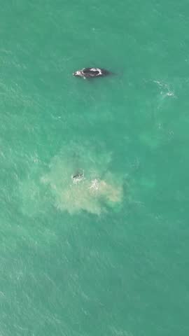 Humpback whale at Praia dos Ingleses, Florianópolis - Mother and calf swimming.