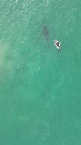 Humpback whale at Praia dos Ingleses, Florianópolis - Mother and calf swimming.