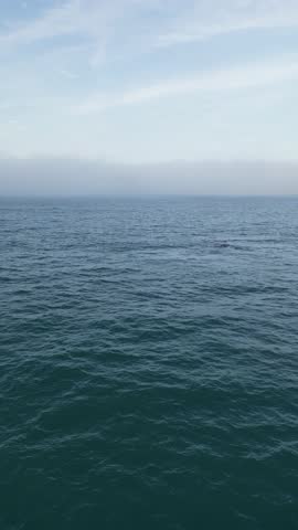 Humpback whale at Praia dos Ingleses, Florianópolis - Mother and calf swimming.