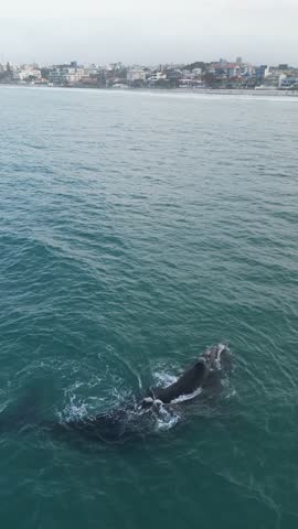 Humpback whale at Praia dos Ingleses, Florianópolis - Mother and calf swimming.