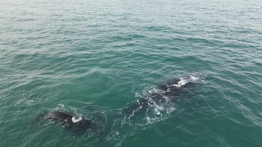Humpback whale at Praia dos Ingleses, Florianópolis - Mother and calf swimming.