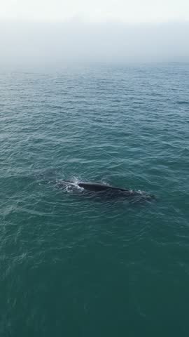 Humpback whale at Praia dos Ingleses, Florianópolis - Mother and calf swimming.