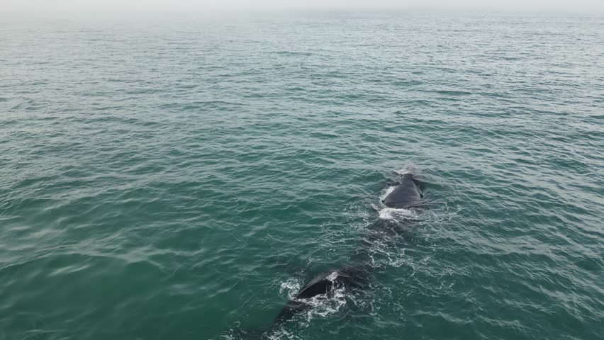 Humpback whale at Praia dos Ingleses, Florianópolis - Mother and calf swimming.