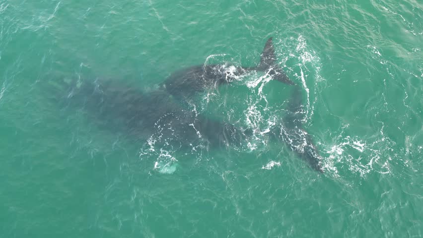 Humpback whale at Praia dos Ingleses, Florianópolis - Mother and calf swimming.
