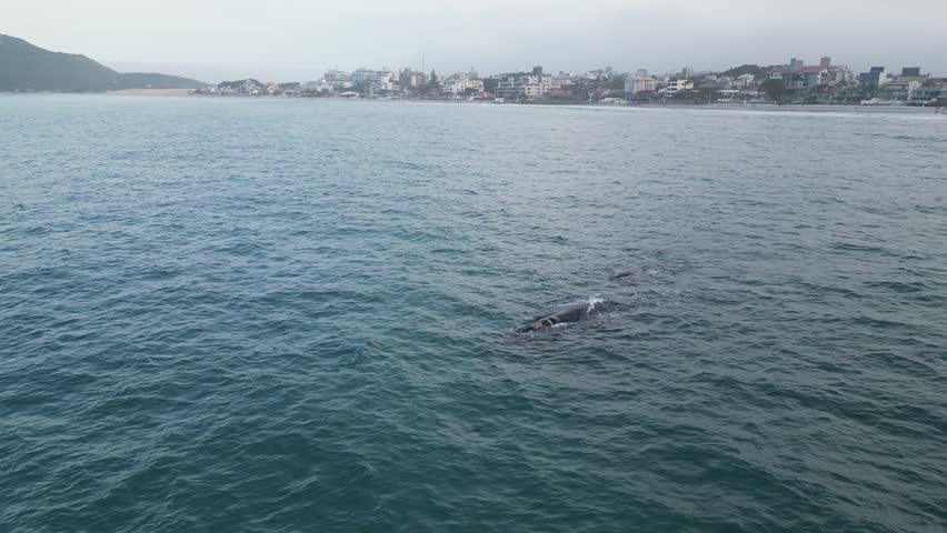 Humpback whale at Praia dos Ingleses, Florianópolis - Mother and calf swimming.