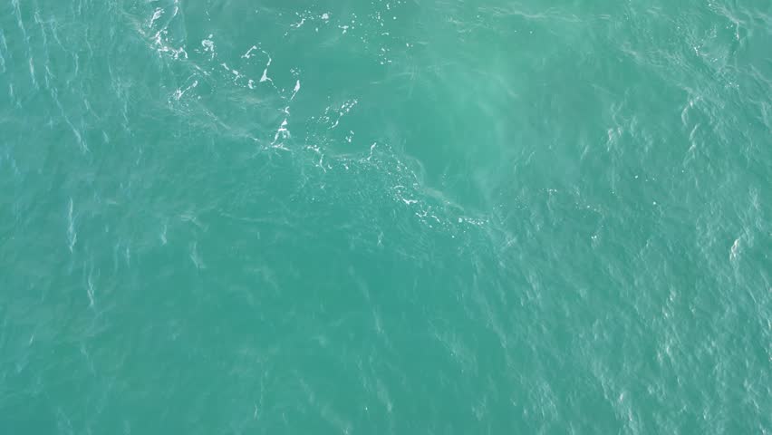 Humpback whale at Praia dos Ingleses, Florianópolis - Mother and calf swimming.