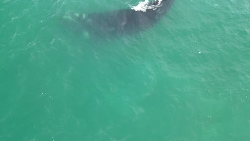 Humpback whale at Praia dos Ingleses, Florianópolis - Mother and calf swimming.