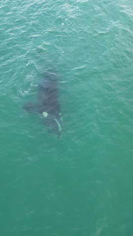 Humpback whale at Praia dos Ingleses, Florianópolis - Mother and calf swimming.