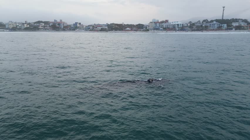 Humpback whale at Praia dos Ingleses, Florianópolis - Mother and calf swimming.