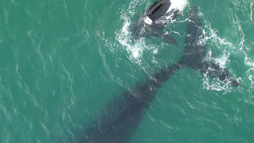 Humpback whale at Praia dos Ingleses, Florianópolis - Mother and calf swimming.