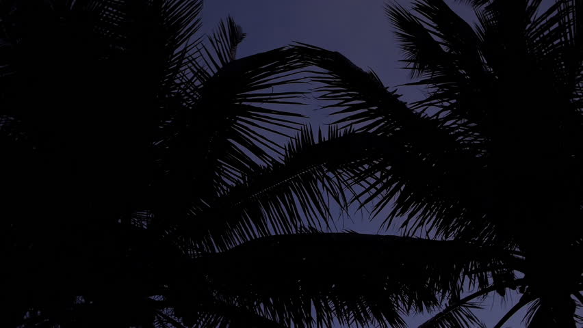 Silhouettes of palm trees against twilight sky