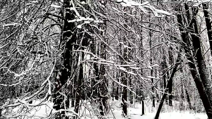 Winter snow-covered wild forest. Trees under the snow.