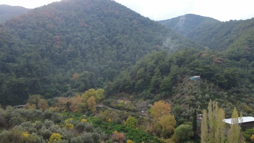 Aerial View of a Golden Autumn Forest