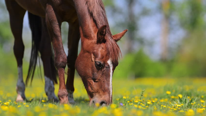 Idyllic rural scene of horse in dandelion field, peaceful summer landscape.