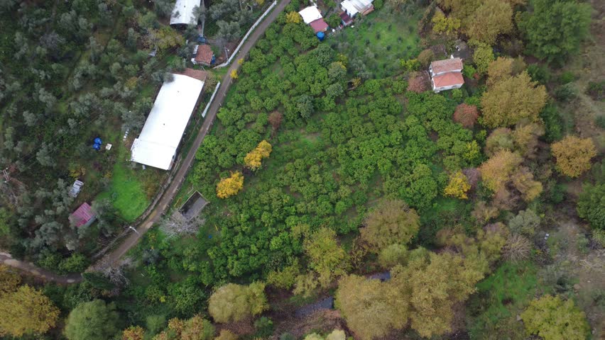 Aerial View of a Golden Autumn Forest
