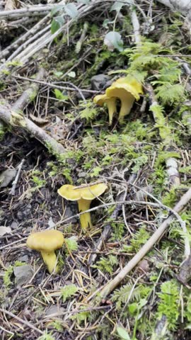 Wild Mushroom Emerging from Pine-Needled Forest Floor in Misty Pacific Northwest Woods