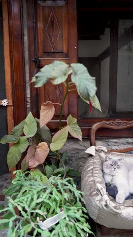 Majestic Gray Cat Looking at Camera in Rustic Garden Setting