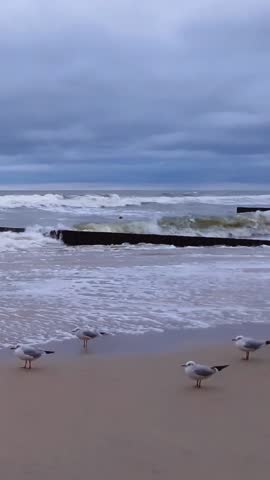 Vertical panoramic shot of desolate sand beach on Baltic sea coast with seagulls and stormy waves rolling on seashore under gloomy sky with storm clouds at windy inclement day. No people seascape.