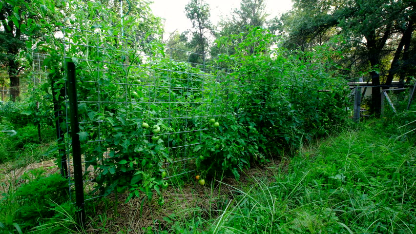 Tomato vines with lot of unripe or green fruits growing next to trellis made from cattle panels