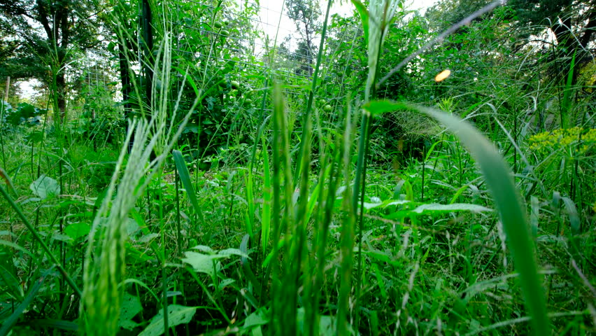 Rising camera from weedy garden revealing tomato plants growing next to trellis with lot of unripe or green fruits hanging from vines