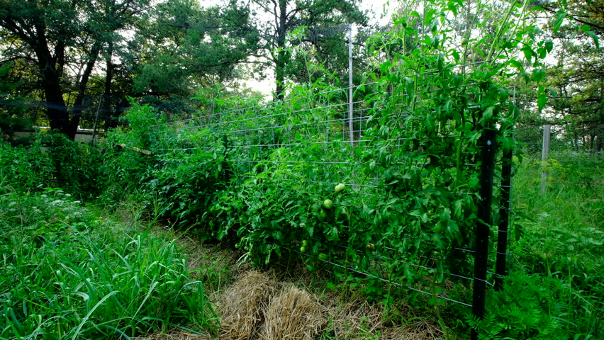 Tomato plants growing next to trellis made from cattle panels while lot of unripe or green fruits hanging from vines