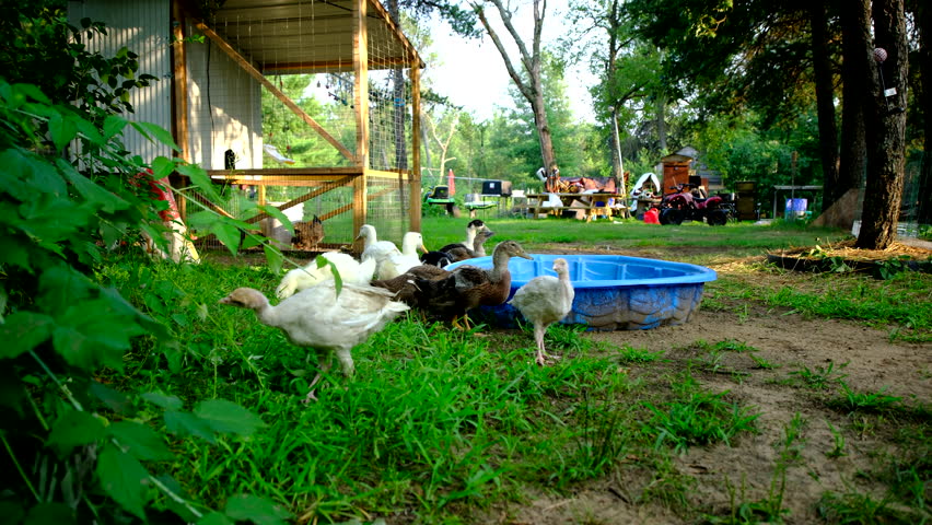White young turkey nabbing grass while variety of ducklings drink some water from kid pool as animals being cage free raised in back yard. Mobile or portable chicken coop in the background.