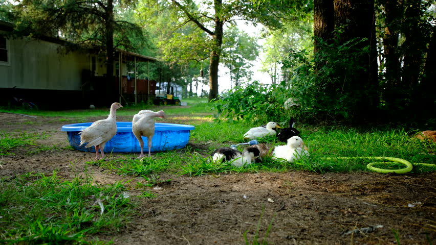 Young white two turkeys stand next to kid pool drink some water while variety ducklings laying on grass under tree resting or relaxing or napping as animals being cage free raised in back yard