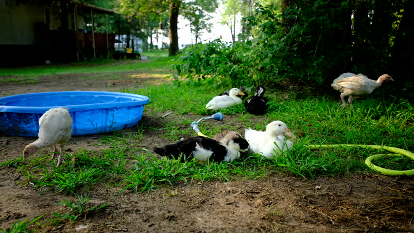 Variety of ducklings laying on grass under tree and next to kid pool after bathing relaxing or resting or napping while turkeys walk by or drink water as animals being cage free raised in back yard