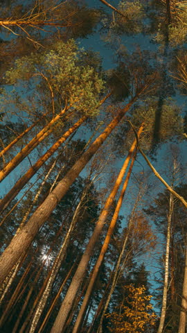 Night Sky Stars Above Crowns Of Pines Trees Woods. Natural Starry Sky Above Woods. Night Landscape With Dramatic Sky With Shining Stars. Slider motion.