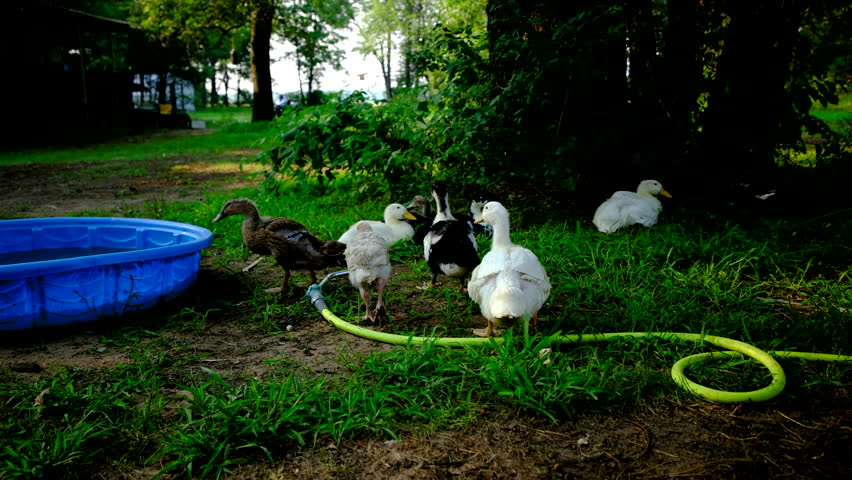 Ducklings drink water from kid pool while young turkey pass by as animals being cage free raised in back yard