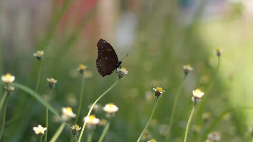 A medium shot of a dark brown butterfly, known as Euploea Core, sucking nectar from a small white and yellow flower.