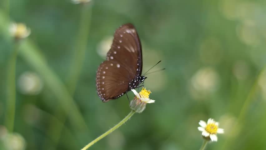 A close up shot of a dark brown butterfly, known as Euploea Core, sucking nectar from a small white and yellow flower.