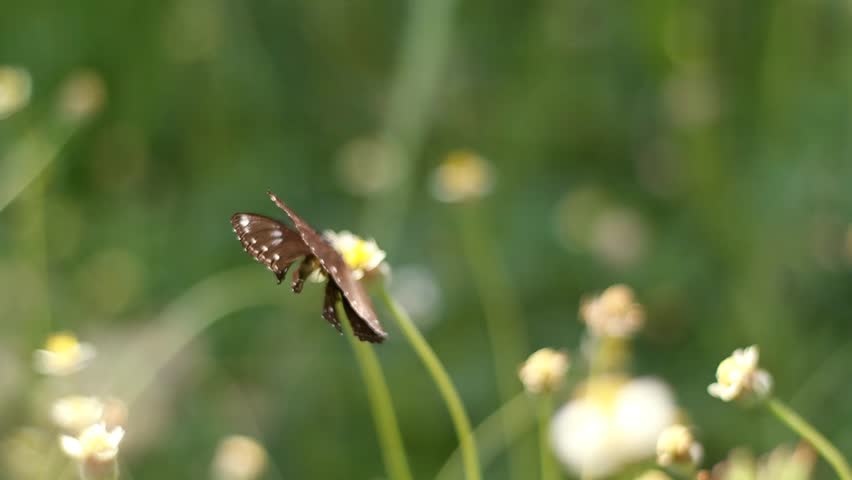 A close up shot of a dark brown butterfly, known as Euploea Core, sucking nectar from a small white and yellow flower.