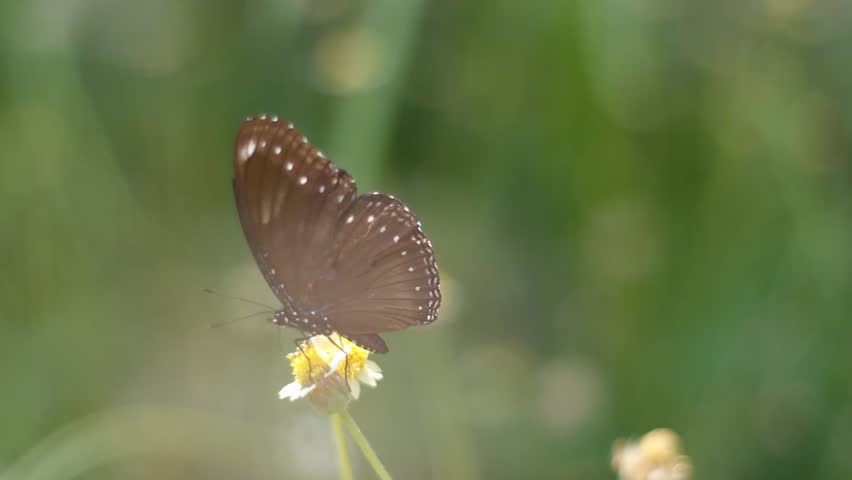 A close up shot of a dark brown butterfly, known as Euploea Core, sucking nectar from a small white and yellow flower.