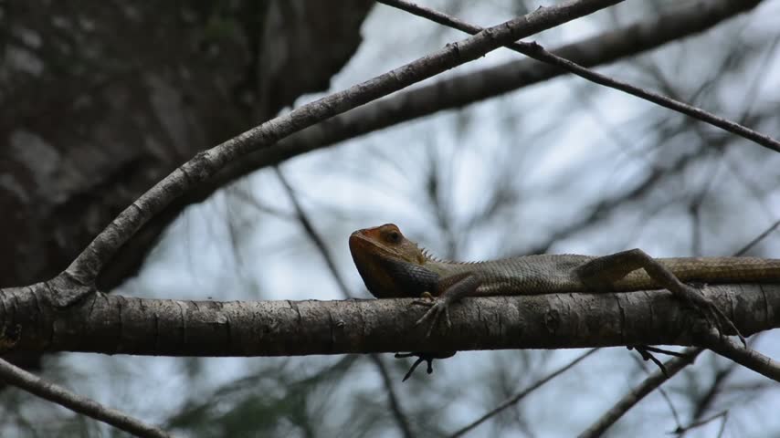 Close-up of a common oriental garden lizard (Chameleonidae) with its head raised, resting on a dry branch in the jungle or forest environment
